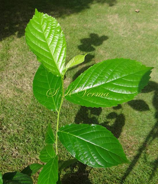  Leafy shoot with leaves (Adaxial view)